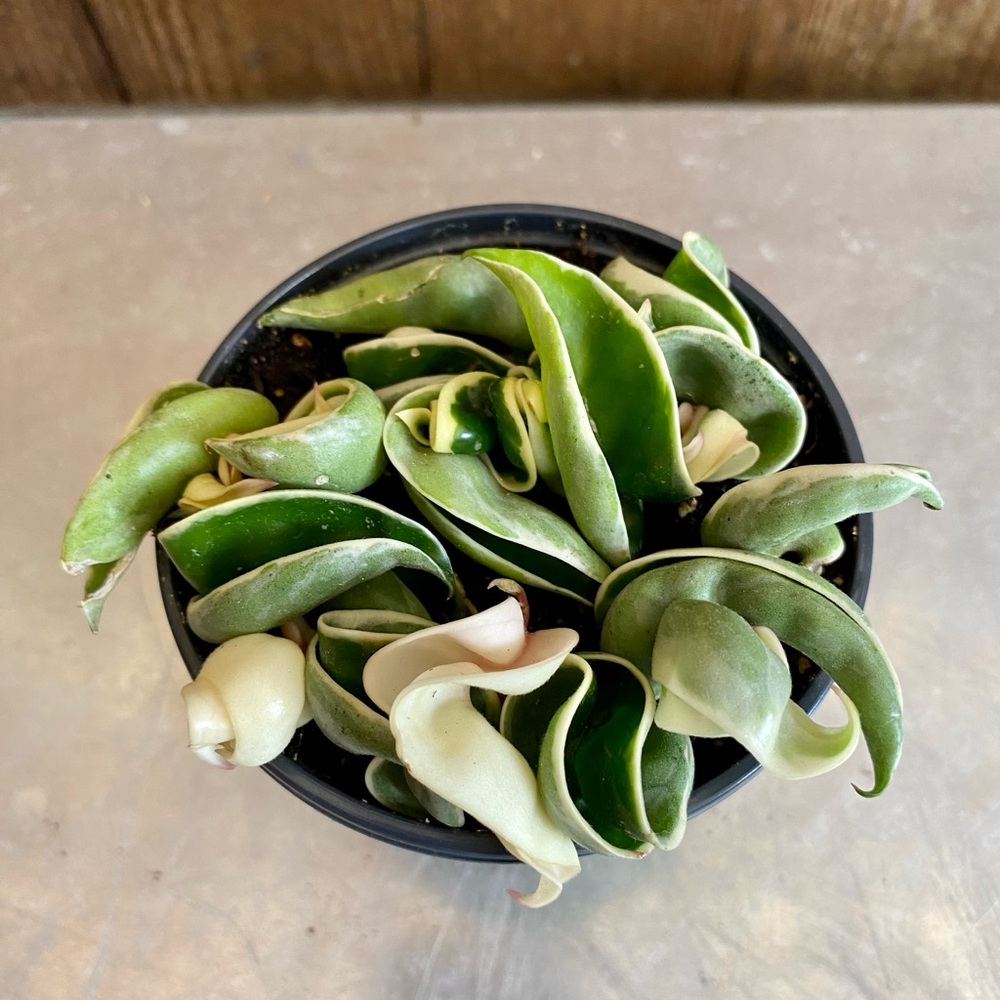 Variegated Hoya Hindu Rope full plant 4”pot